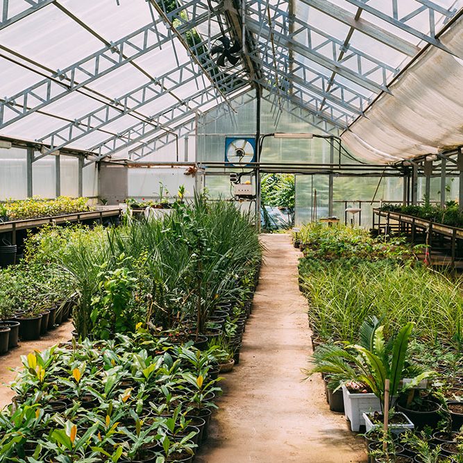 Greenhouse Indoor View